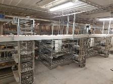 Leghorn chickens for sale