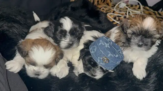 Pure Shih Tzu Puppies
