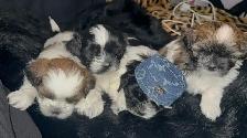 Pure Shih Tzu Puppies