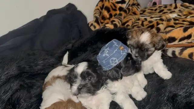 Pure Shih Tzu Puppies - Photo 2