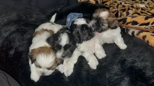 Pure Shih Tzu Puppies - Photo 3