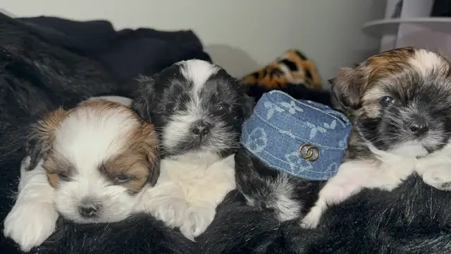 Pure Shih Tzu Puppies - Photo 4