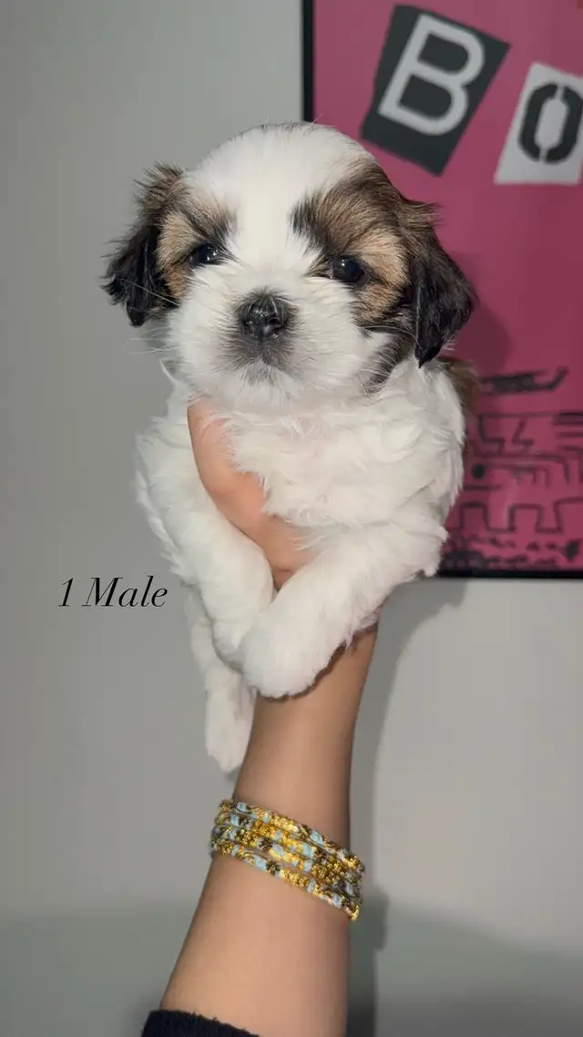 Pure Shih Tzu Puppies - Photo 5