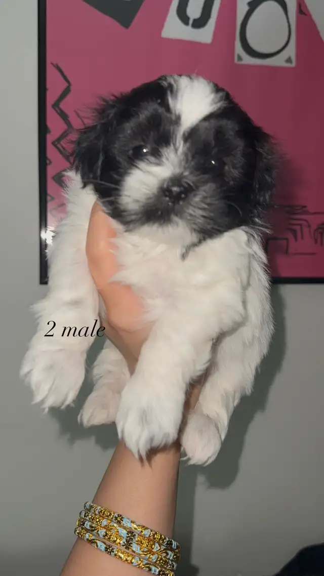 Pure Shih Tzu Puppies - Photo 6