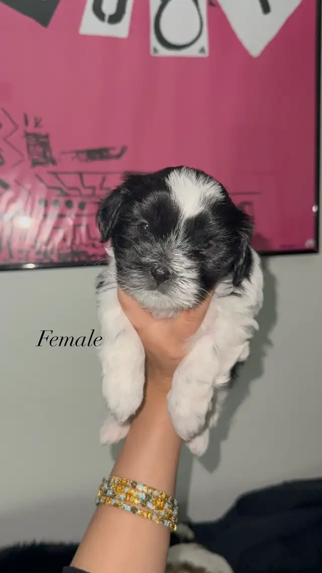 Pure Shih Tzu Puppies - Photo 7