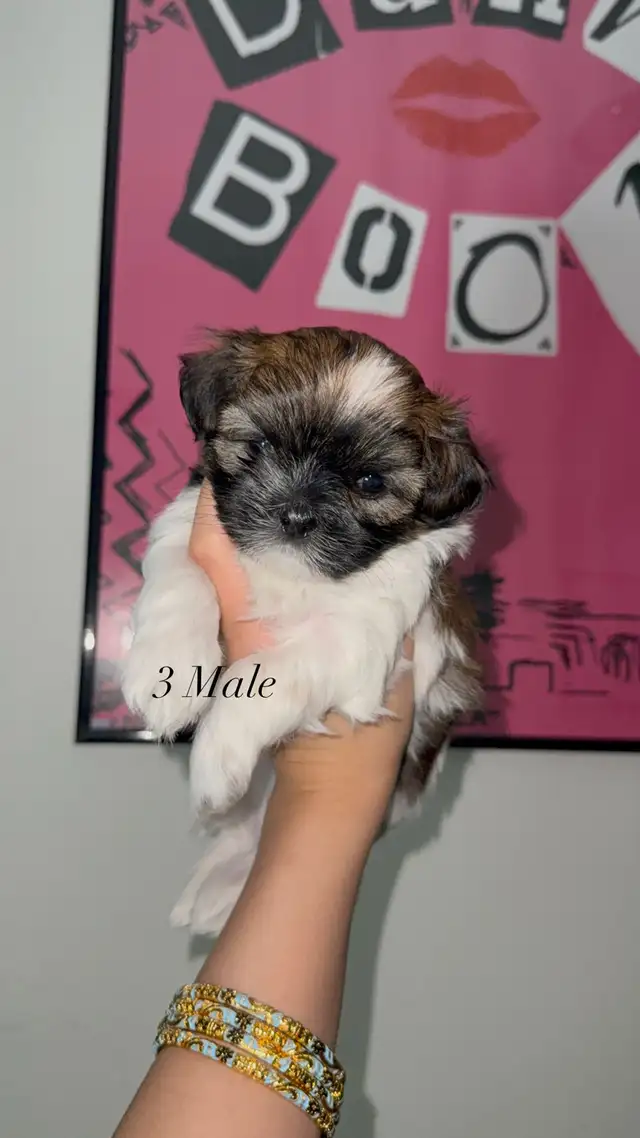 Pure Shih Tzu Puppies - Photo 8