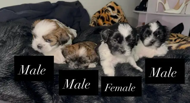 Pure Shih Tzu Puppies - Photo 9