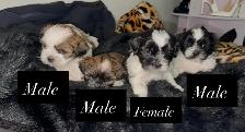Pure Shih Tzu Puppies - Photo 9