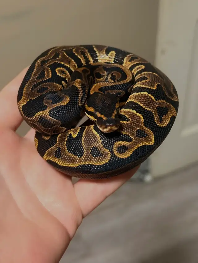Male & Female pair Ball Pythons