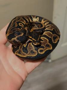 Male & Female pair Ball Pythons