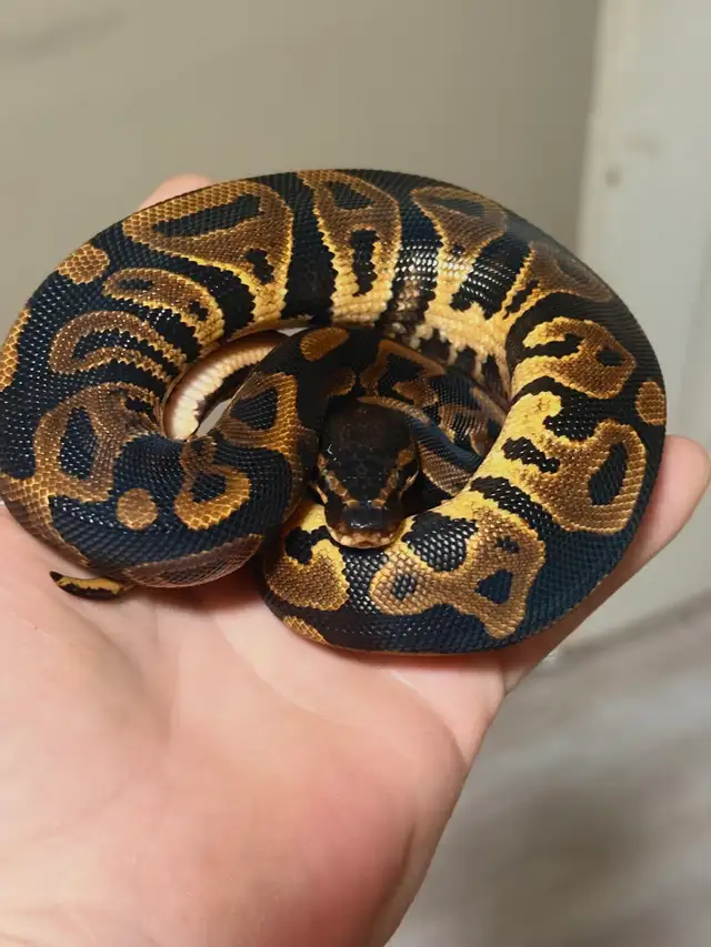 Male & Female pair Ball Pythons - Photo 2