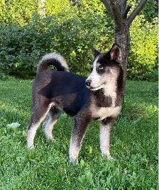 Husky/Pomeranian
