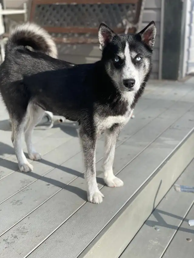 Husky/Pomeranian - Photo 2