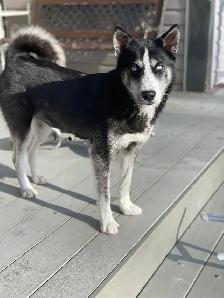 Husky/Pomeranian - Photo 2