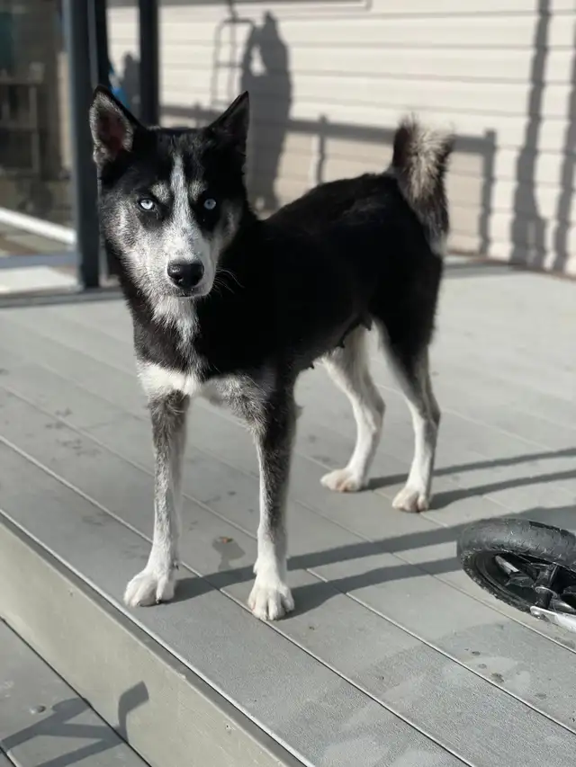 Husky/Pomeranian - Photo 3