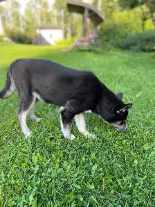 Husky/Pomeranian - Photo 4