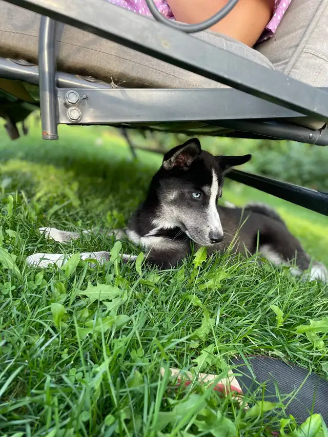 Husky/Pomeranian - Photo 5