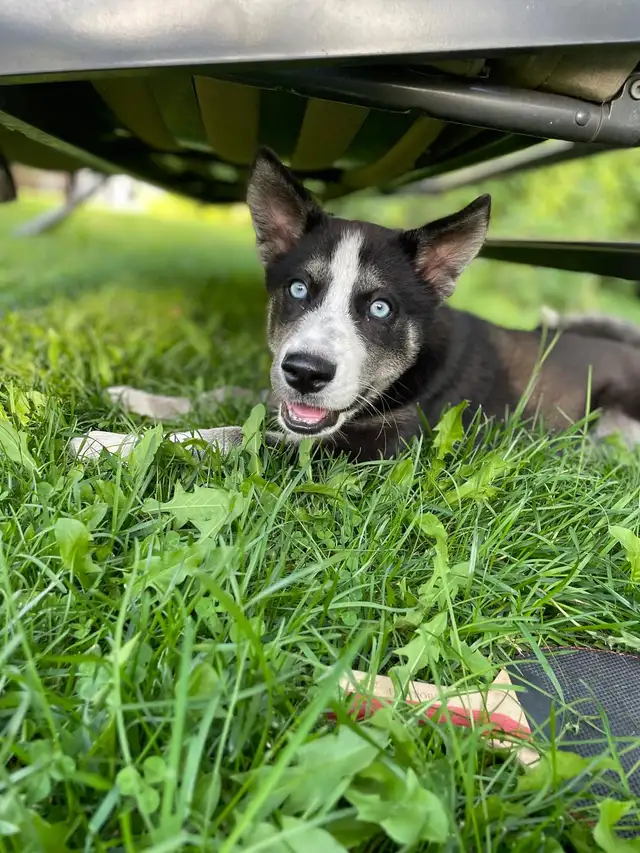 Husky/Pomeranian - Photo 6
