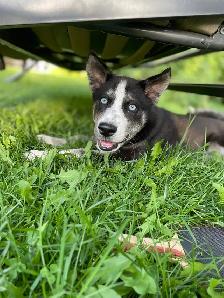 Husky/Pomeranian - Photo 6