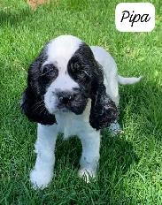 COCKER SPANIEL PUPPIES