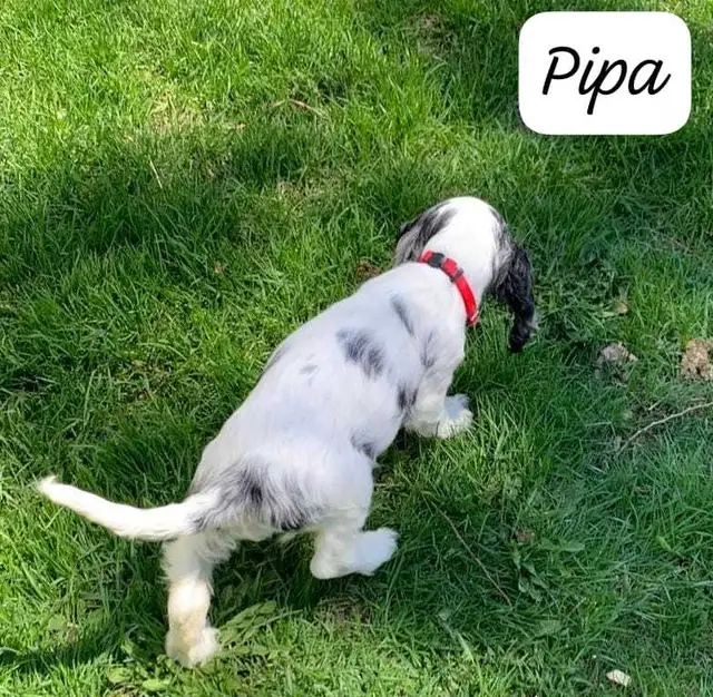 COCKER SPANIEL PUPPIES - Photo 2