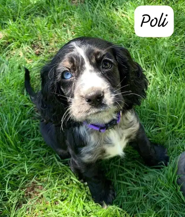 COCKER SPANIEL PUPPIES - Photo 3
