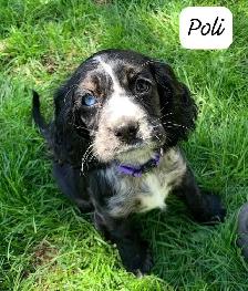 COCKER SPANIEL PUPPIES - Photo 3