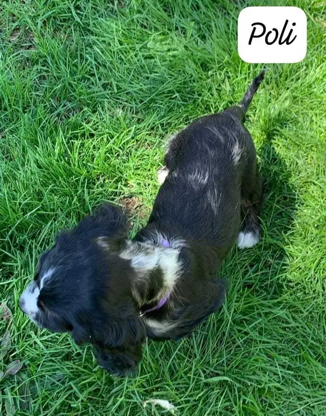 COCKER SPANIEL PUPPIES - Photo 4