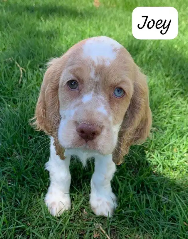COCKER SPANIEL PUPPIES - Photo 5