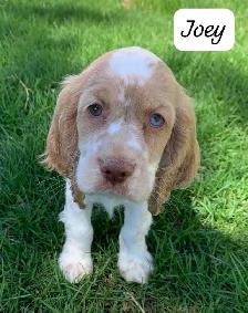 COCKER SPANIEL PUPPIES - Photo 5