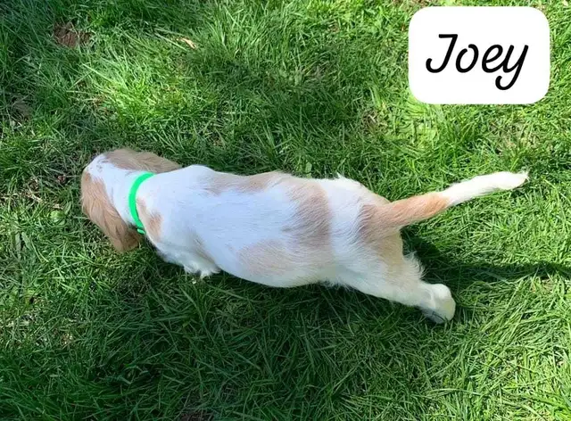 COCKER SPANIEL PUPPIES - Photo 6