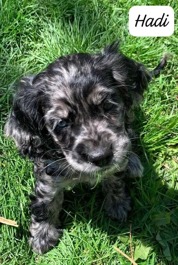 COCKER SPANIEL PUPPIES - Photo 7