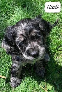COCKER SPANIEL PUPPIES - Photo 7