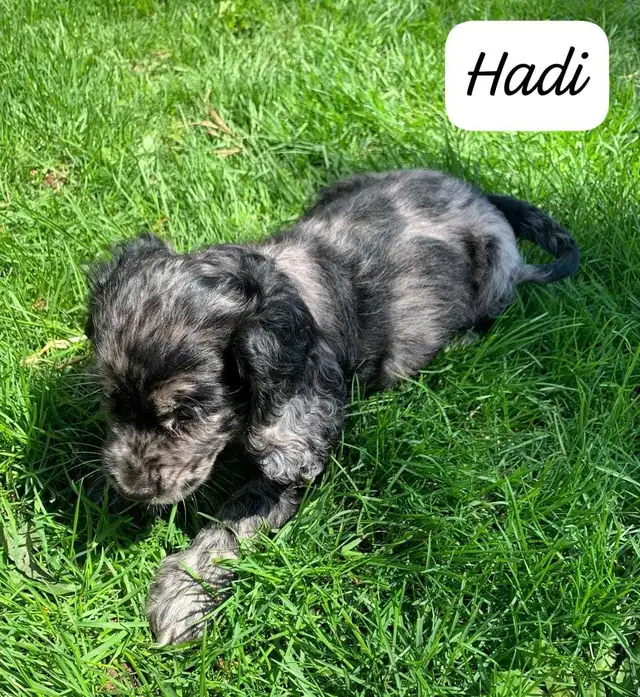 COCKER SPANIEL PUPPIES - Photo 8