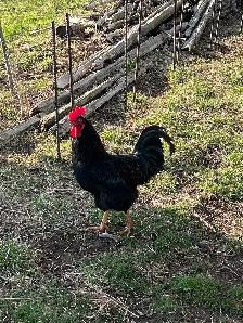 Rooster - Photo 2