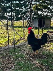 Rooster - Photo 3