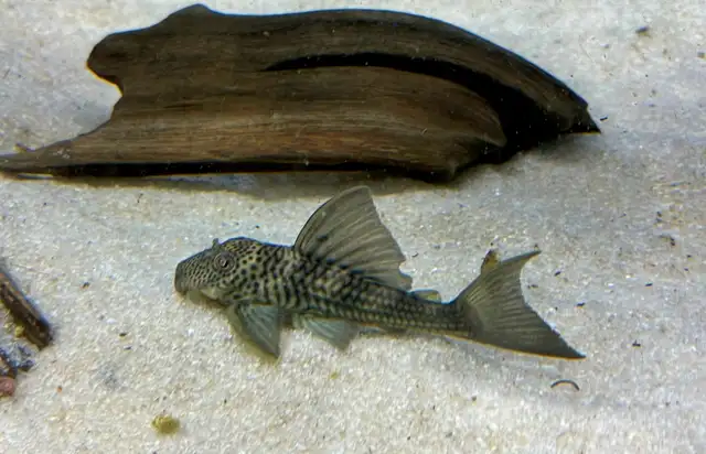 L141 ghost pleco 3'