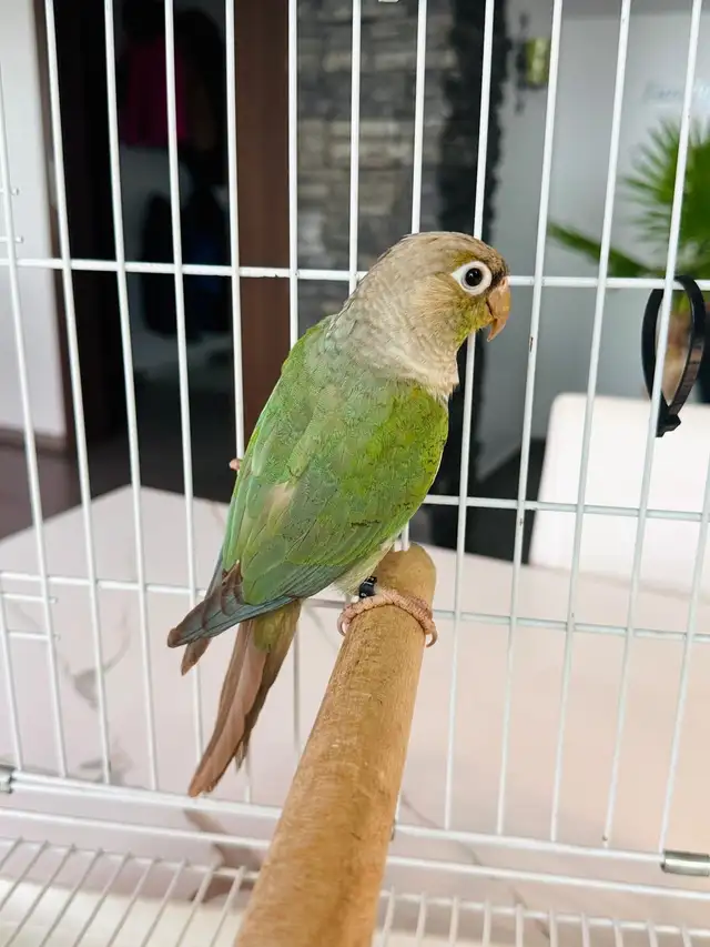 conures pairs - Photo 2