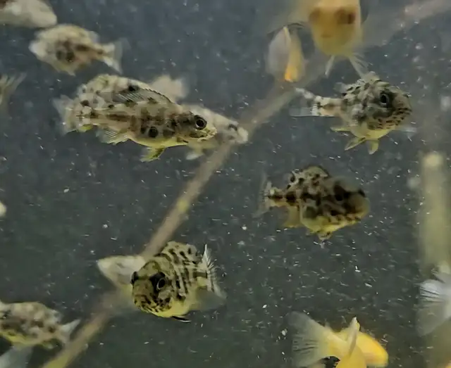 Livingstoni juvenile 1'-1.5' - Photo 2