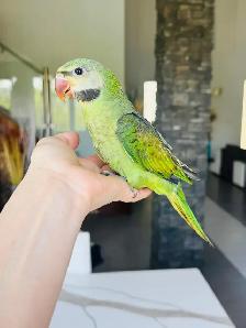 handtame moustache Parakeet babies - Photo 2