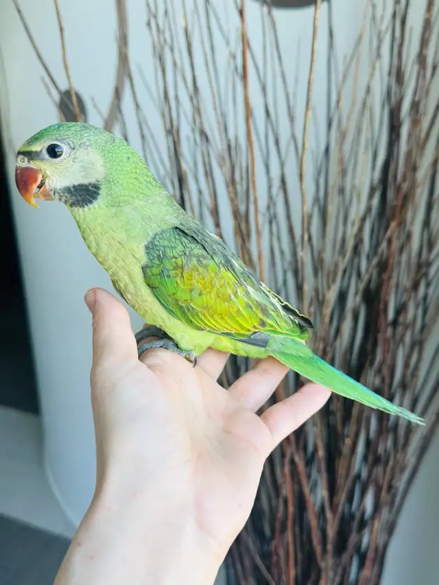 handtame moustache Parakeet babies - Photo 3