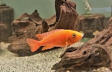 dragonblood/ strawberry peacock males 3'-5.5'