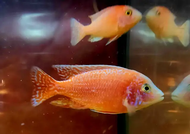 dragonblood/ strawberry peacock males 3'-5.5' - Photo 2