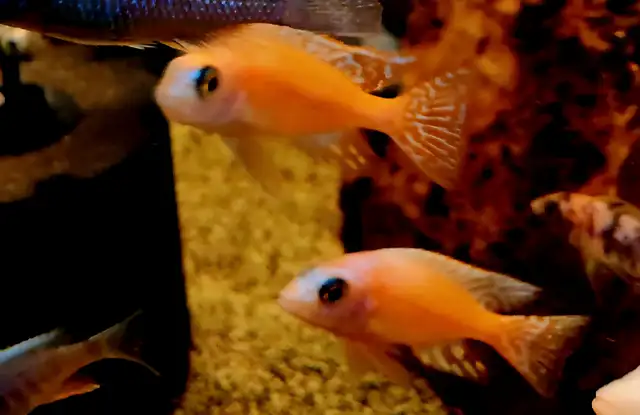 dragonblood/ strawberry peacock males 3'-5.5' - Photo 3