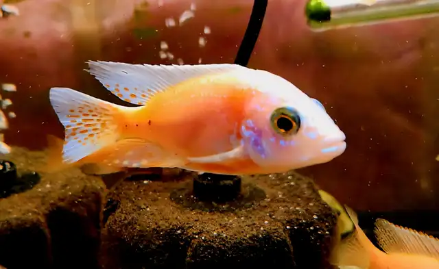 dragonblood/ strawberry peacock males 3'-5.5' - Photo 4