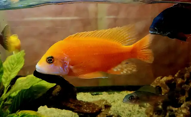 dragonblood/ strawberry peacock males 3'-5.5' - Photo 5