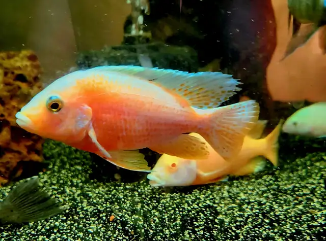 dragonblood/ strawberry peacock males 3'-5.5' - Photo 6