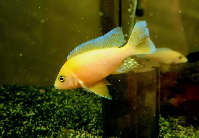 dragonblood/ strawberry peacock males 3'-5.5' - Photo 7