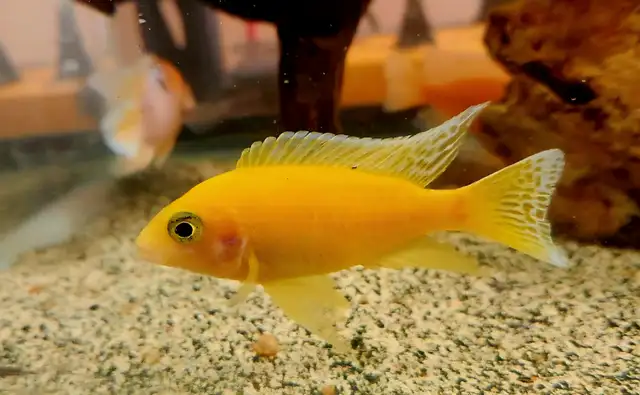 dragonblood/ strawberry peacock males 3'-5.5' - Photo 8