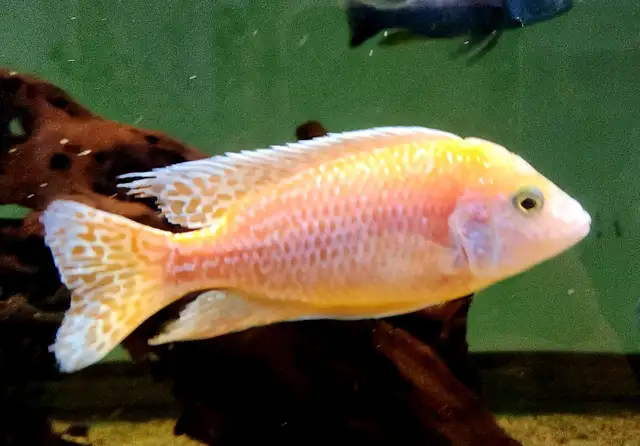 dragonblood/ strawberry peacock males 3'-5.5' - Photo 9